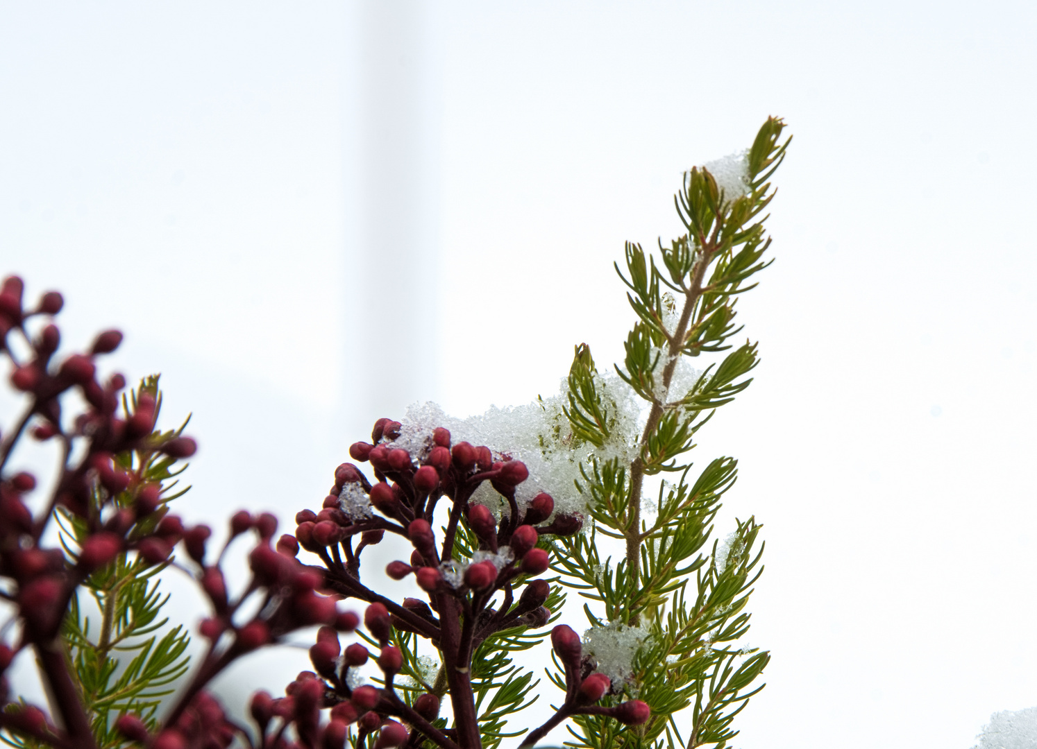 Balkonpflanzen und Frost