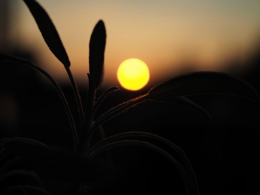 BalkonSalbeiSonnenUntergang