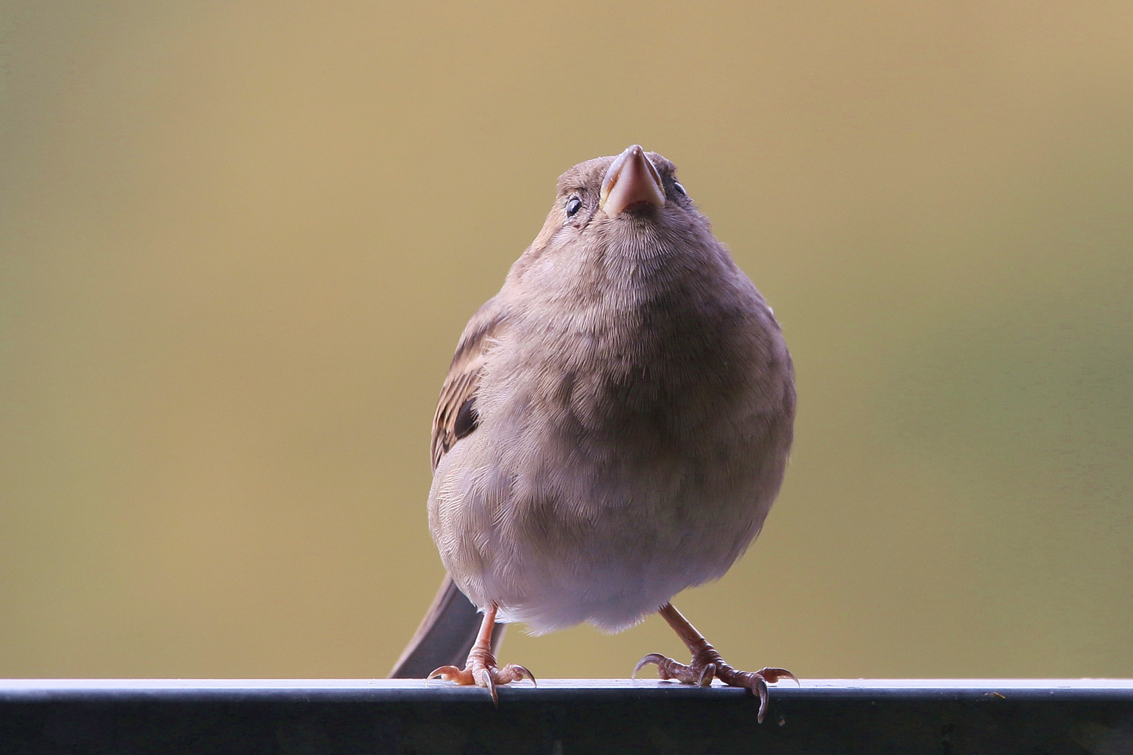 Balkonspatz