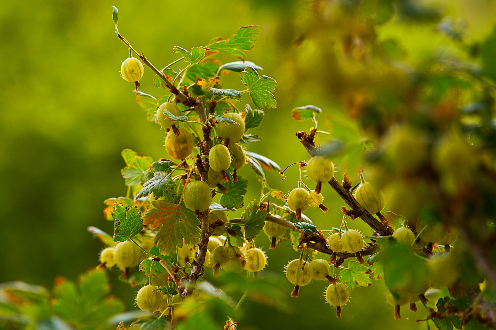 Balkonstachelbeeren