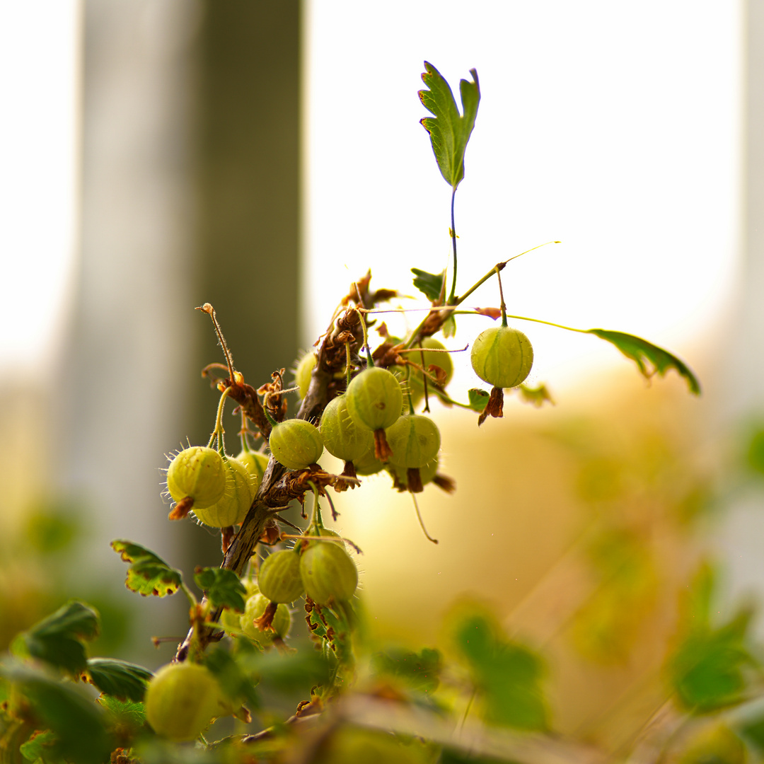 Balkonstachelbeeren