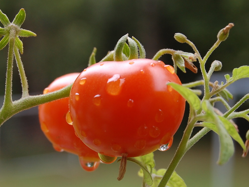 Balkontomaten nach dem Regen