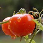 Balkontomaten nach dem Regen