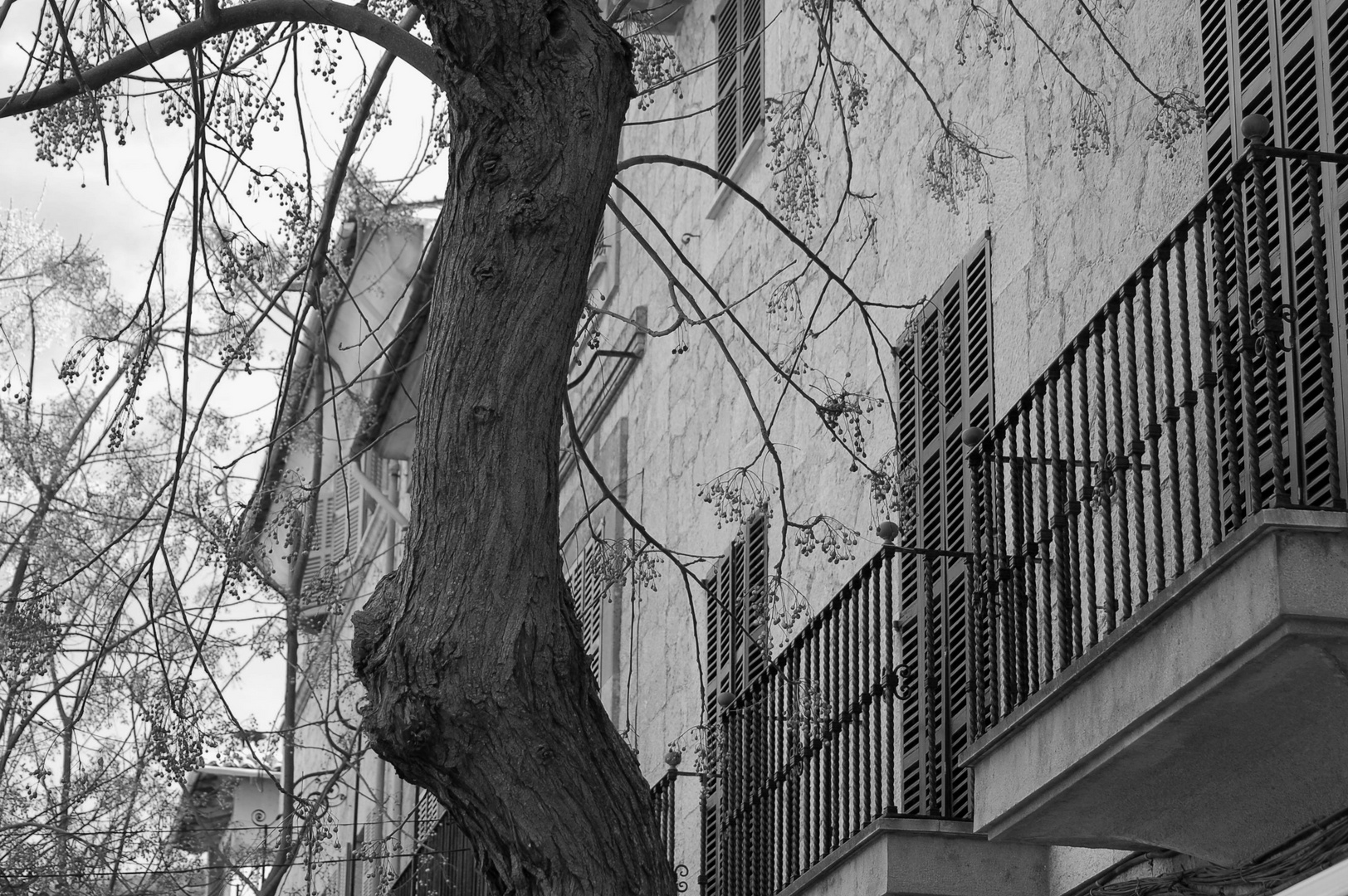 Balkony blossom - "Near to you"