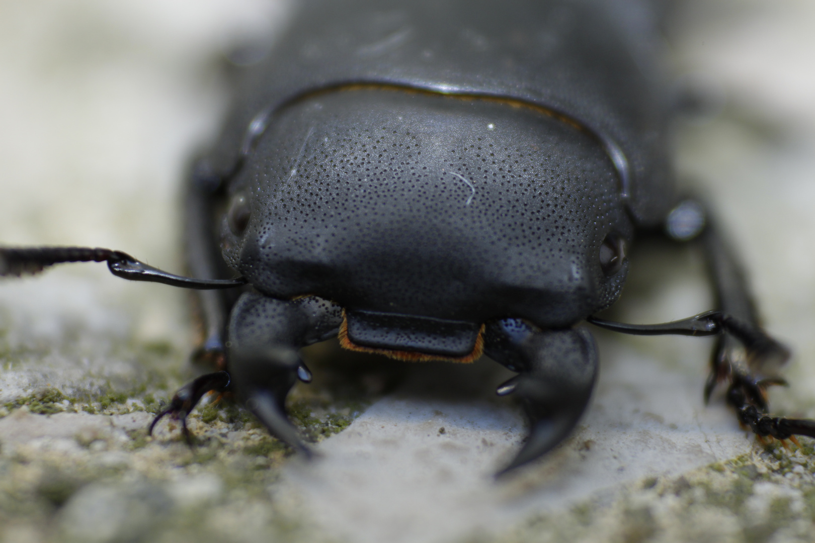 BalkschröZilla  "Balkenschröter (Dorcus parallelipipedus)"