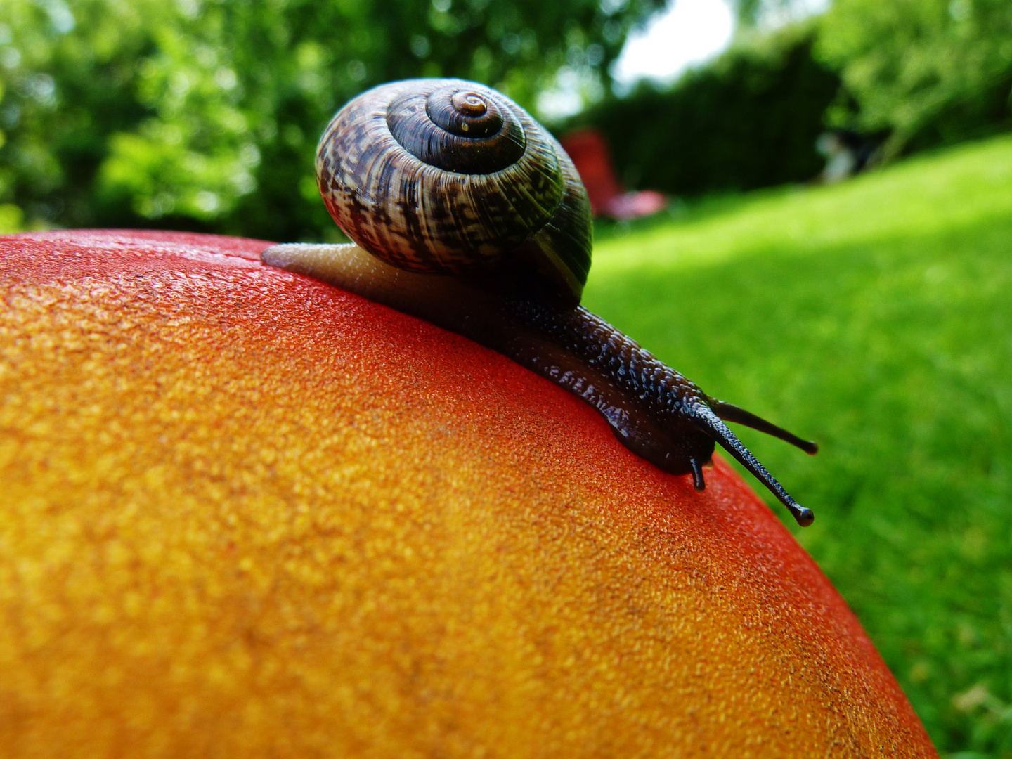 Ball and snail