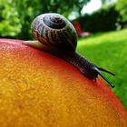 Ball and snail