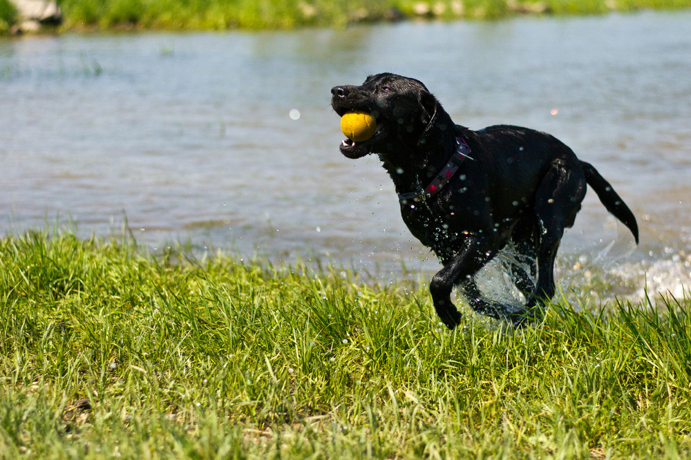 BALL BALL BALL BALLLL ...