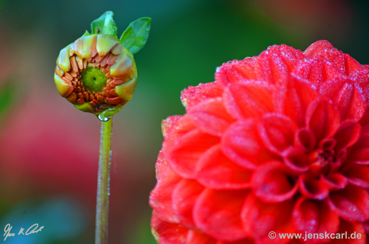 Ball-Dahlie "Diable Rouge"