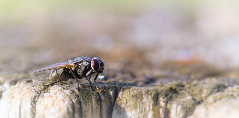 Ball für die nächste WM