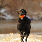 Ball-Fun mit Linus