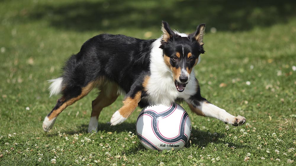 BallHüteHund Foto &amp; Bild tiere, haustiere, hunde Bilder auf