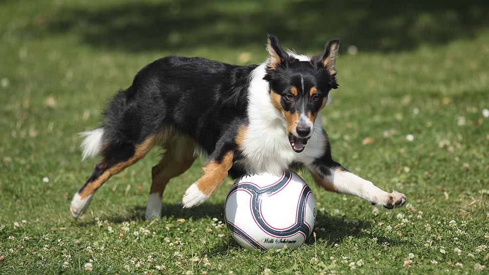 Ball-Hüte-Hund