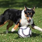 Ball-Hüte-Hund