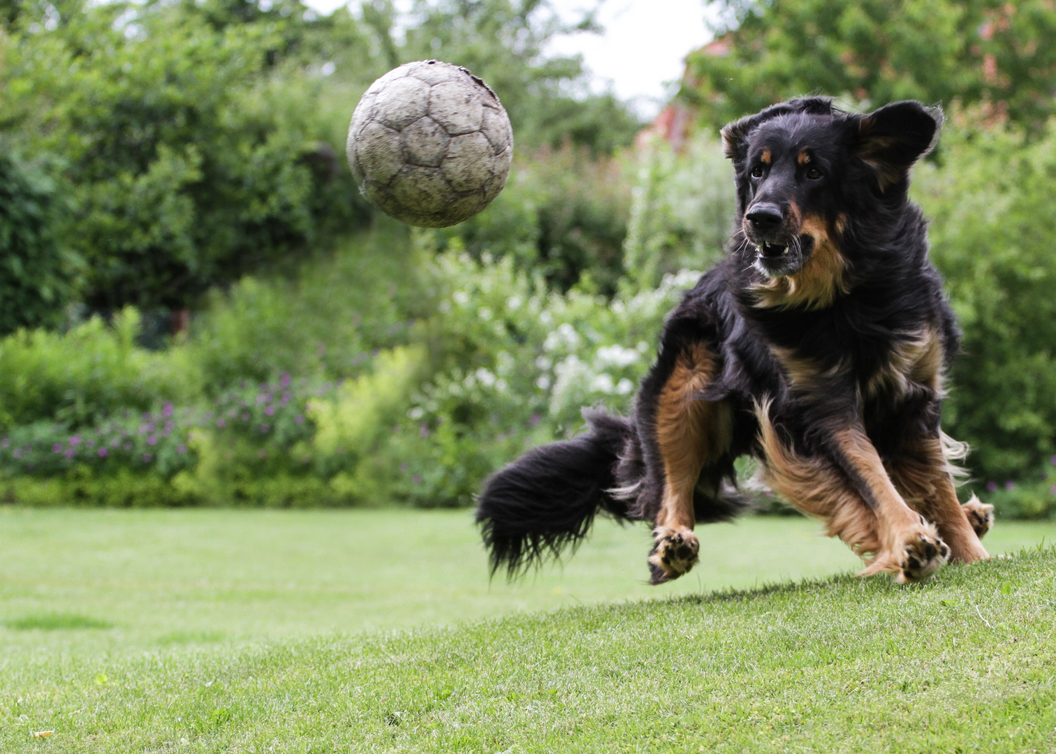 Ball-Junkie