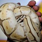 Ball-Python