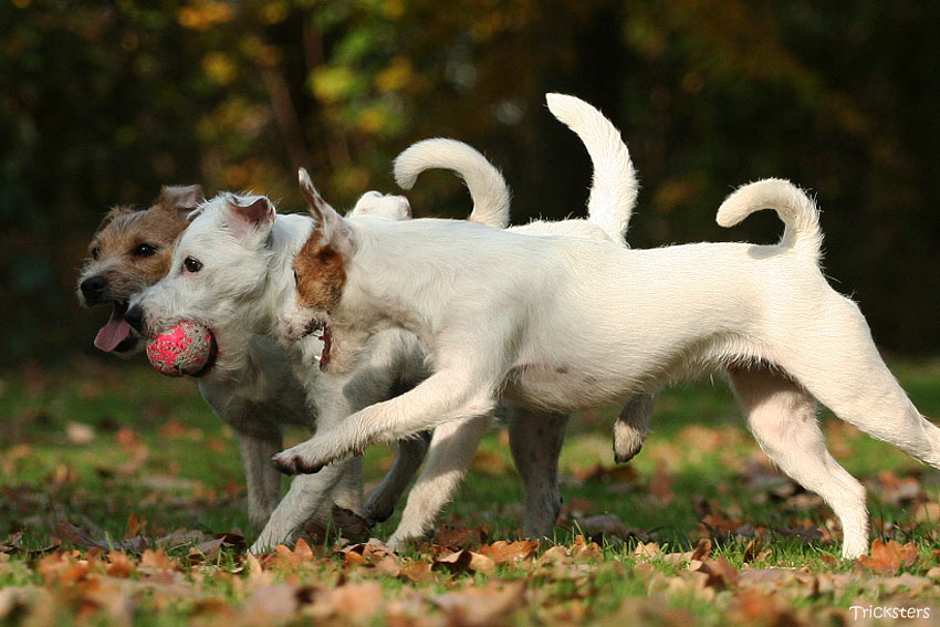 Ball-Spiel 2