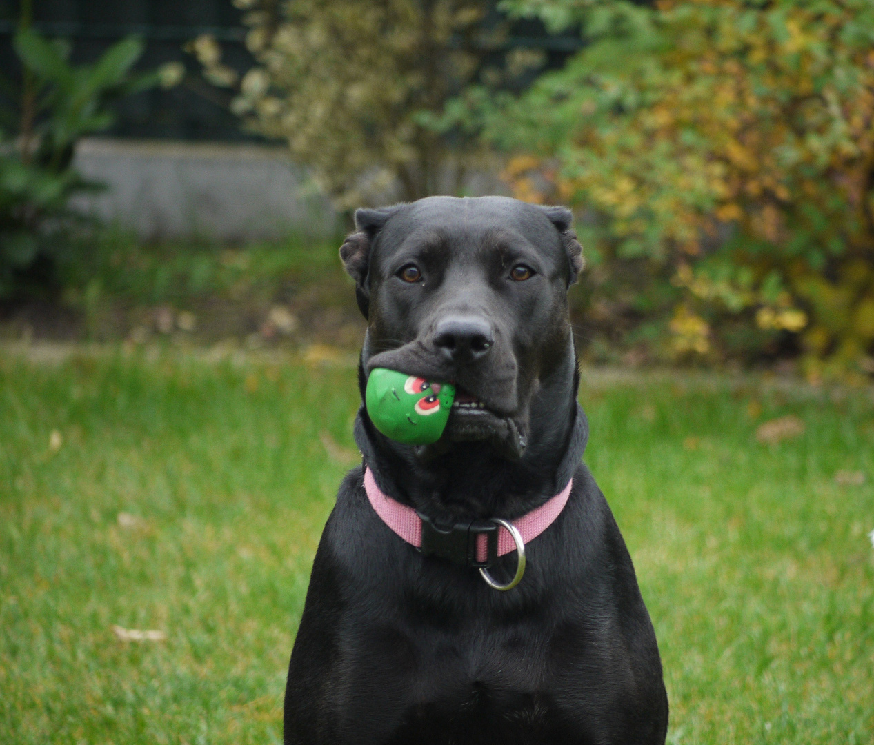 Ball spielen