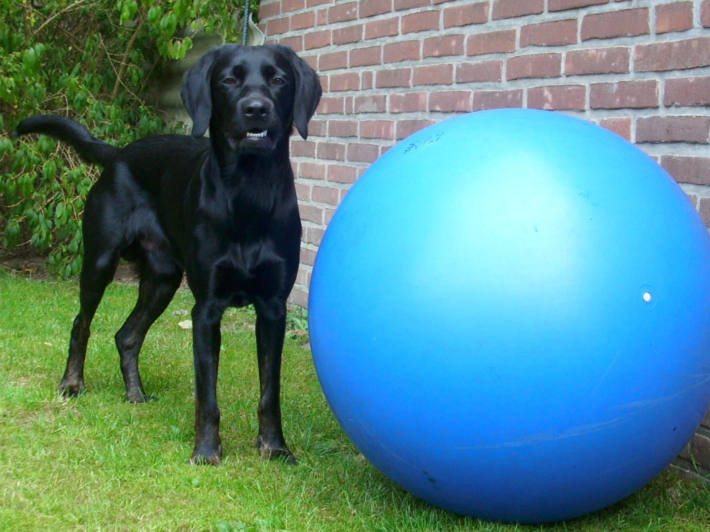 Ball spielen ??