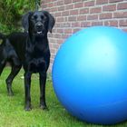 Ball spielen ??