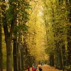 Ball spielender Junge im herbstlichen Bremer Bürgerpark