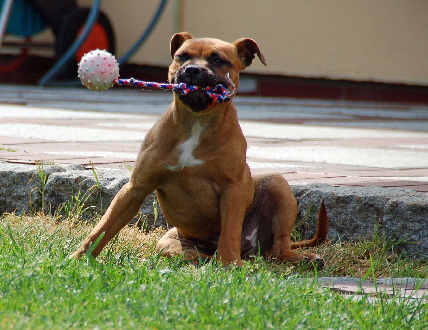 Ball um die Ohren hauen hihi