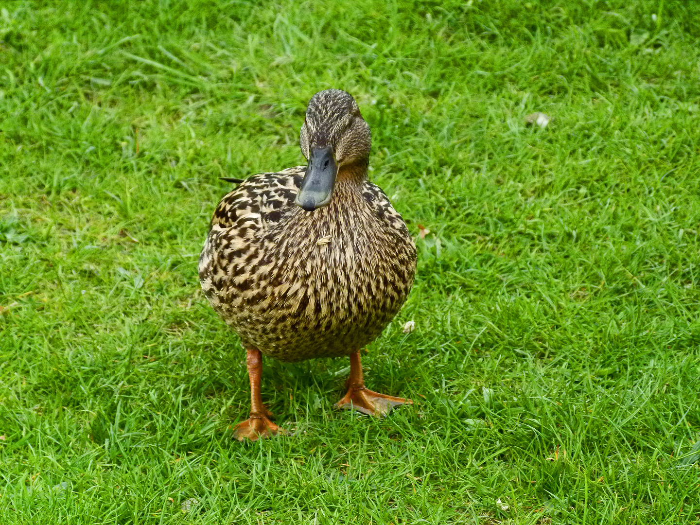 Ball verschluckt?