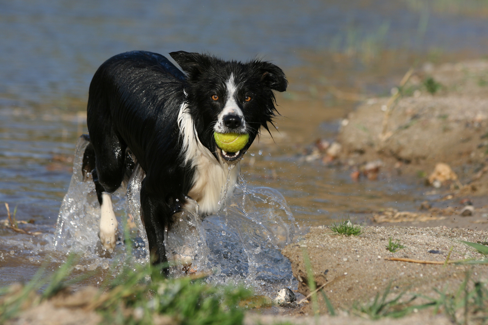 Ball vor dem Ertrinken gerettet