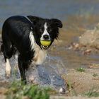 Ball vor dem Ertrinken gerettet