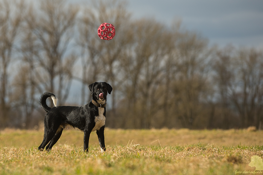 Ball? Wo?