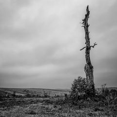 Ballad Of The Dead Tree