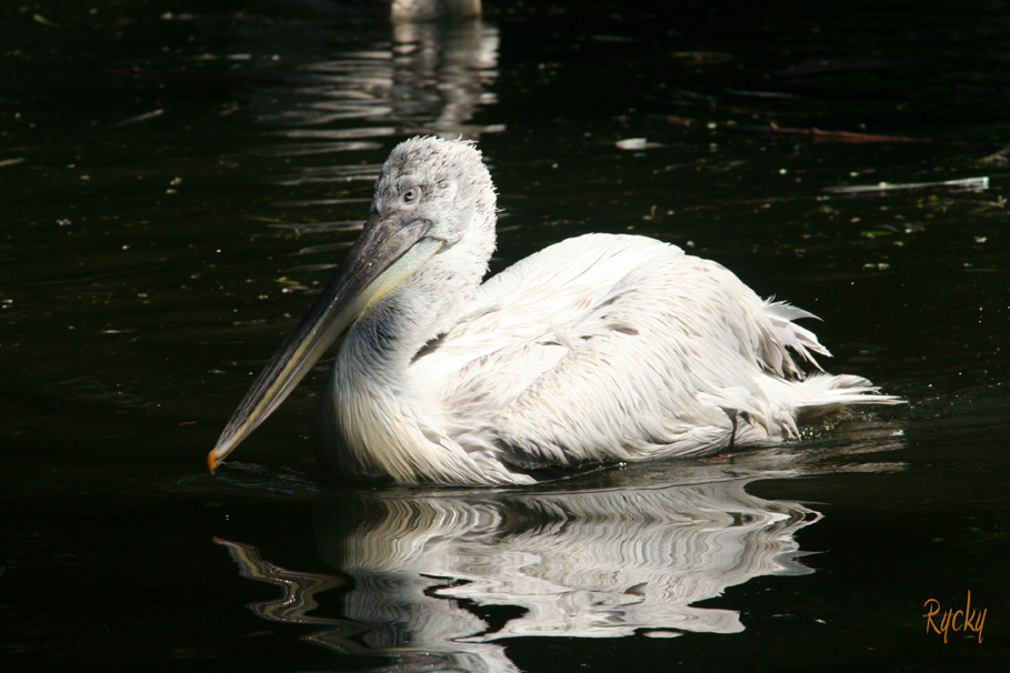 Ballade au Zoo...