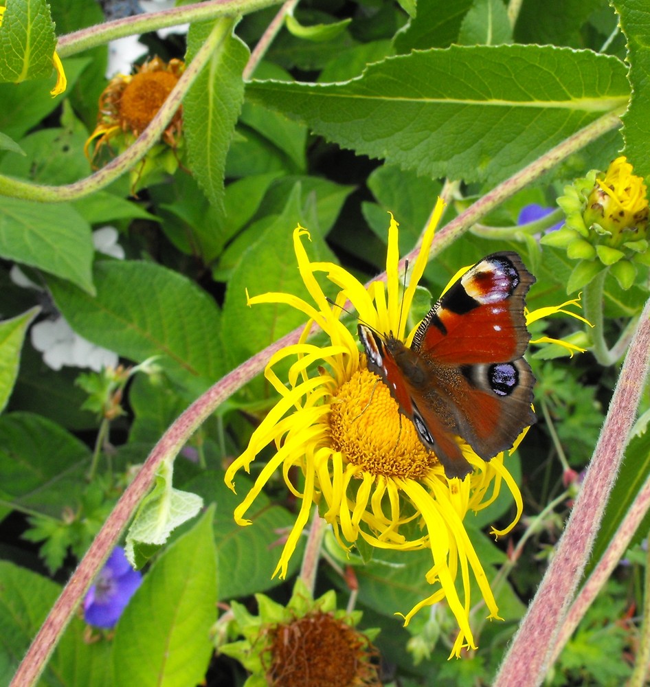 Ballade dans le jardin de Berchigranges