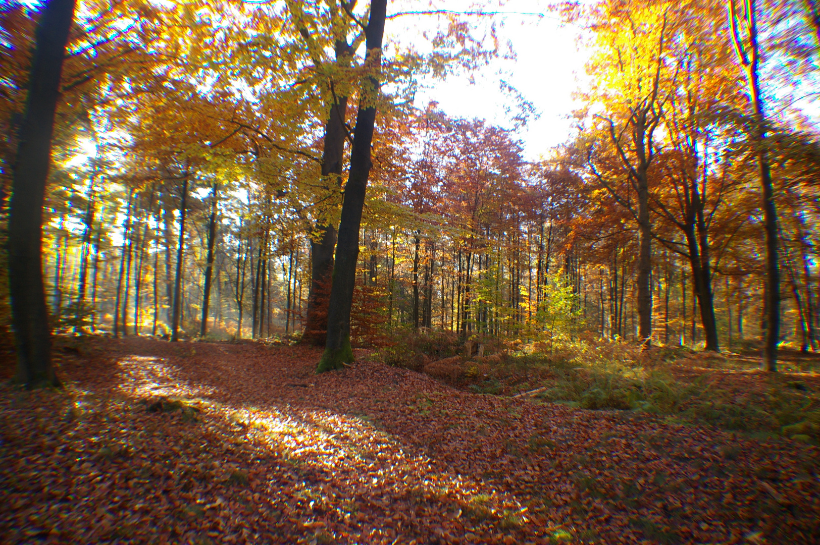 Ballade dans les bois