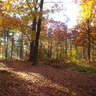 Ballade dans les bois