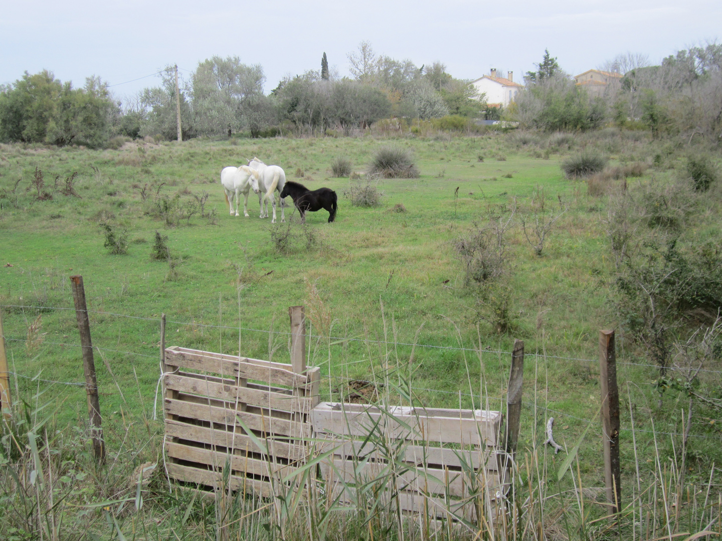 Ballade en Camargue