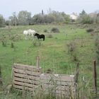 Ballade en Camargue