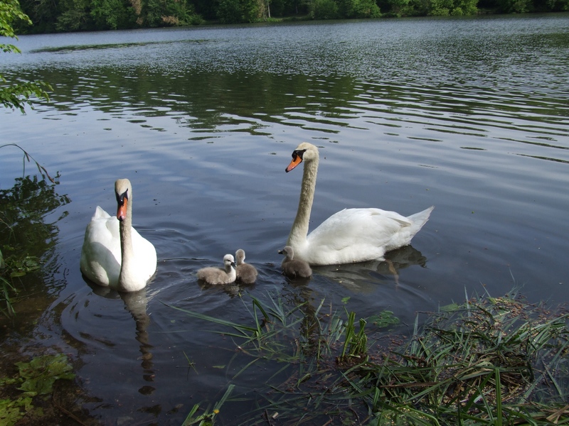 ballade en famille