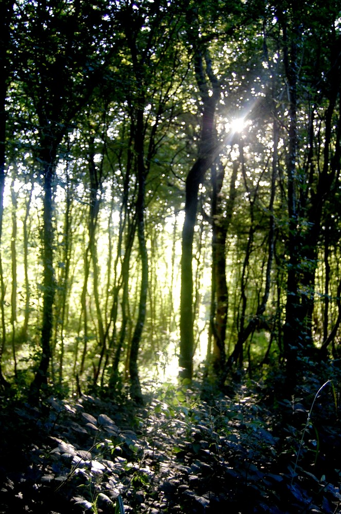 " ballade en forêt "