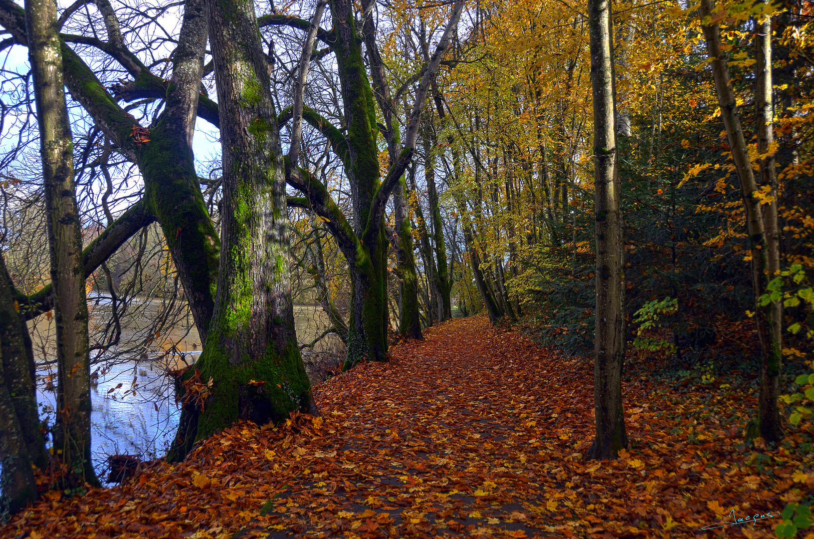 ballade en forêt