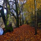 ballade en forêt