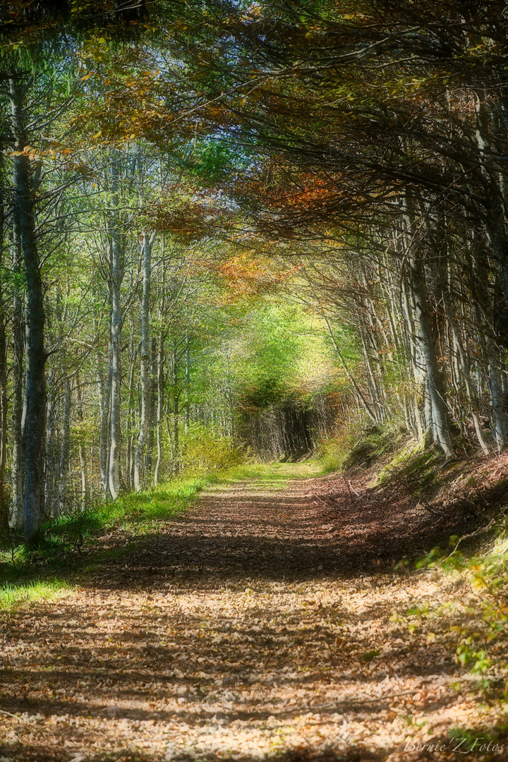 Ballade en forêt