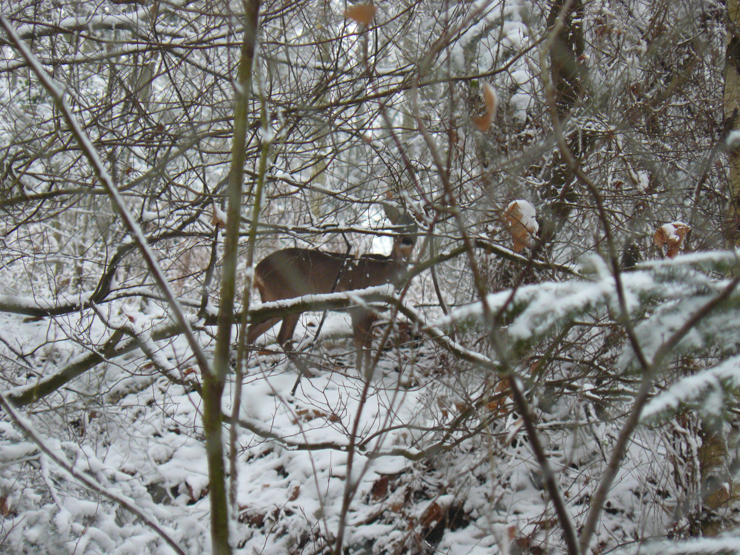 Ballade en forêt