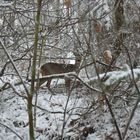 Ballade en forêt