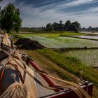 Ballade entre les risières, sur le site de l'ancienne capitale Ava.