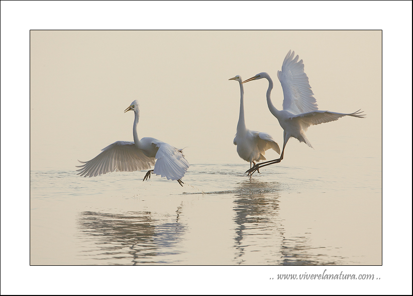 Ballando in controluce