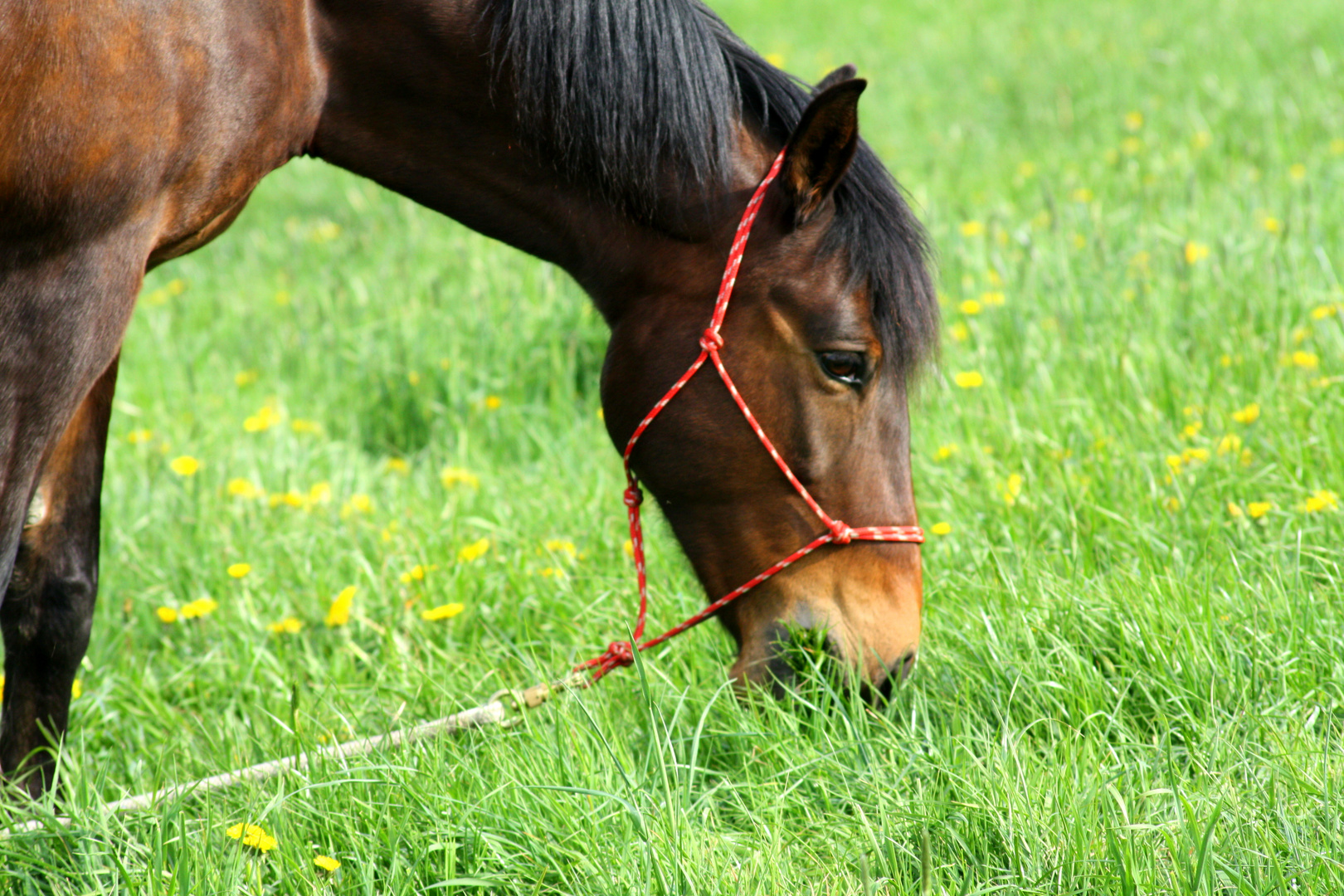 Ballarina beim grasen!!