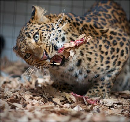 ballaststoffreiche Ernährung