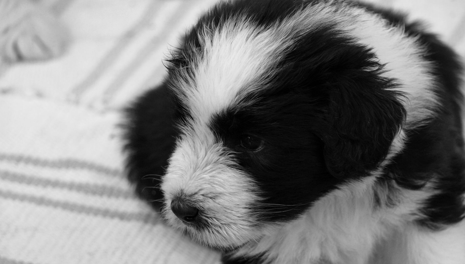 Ballbriggan Bearded Collie