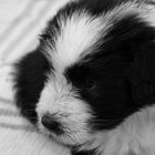 Ballbriggan Bearded Collie